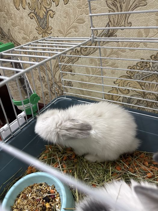 Продаются декоративные кролики