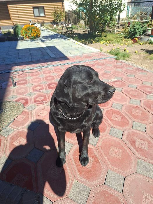 Лабрадор-ретривер(девочка 3года) для вязки