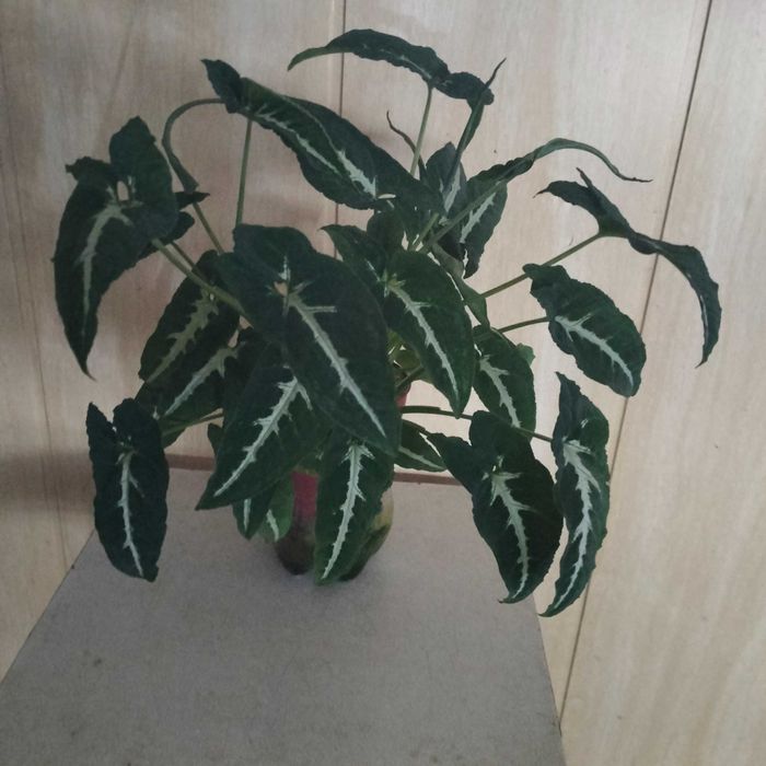 Сингониум Вэндланда