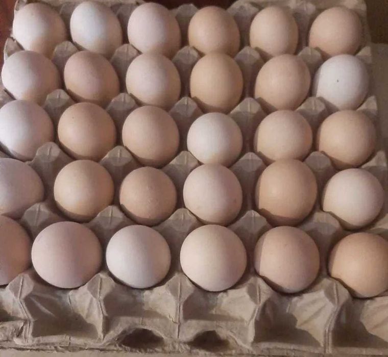Продам домашние яйца