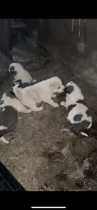 Щенки Тобета …..