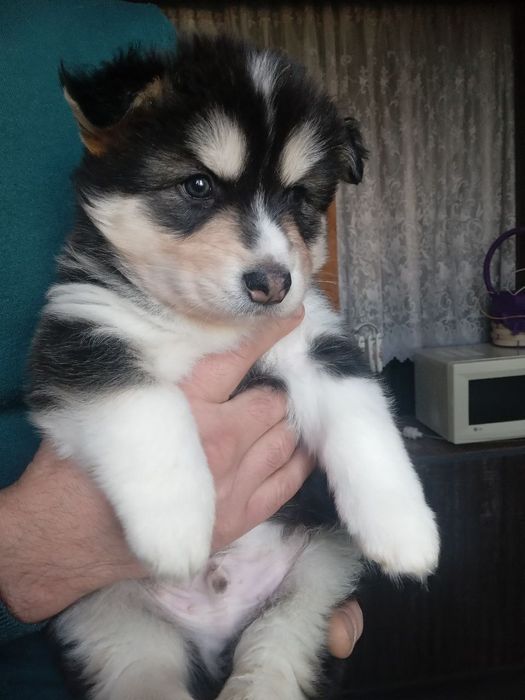 Продаю щенка ХАСКИ!