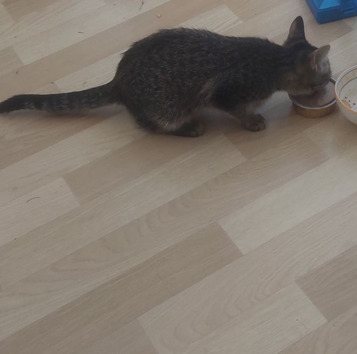 Котенок серый тигровый
