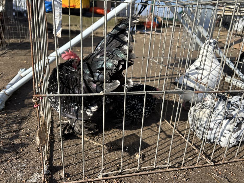 Pitice de rasa mature  craiova