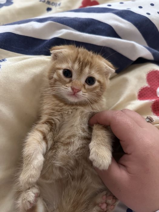 Кот 2 месяца. Любить играть