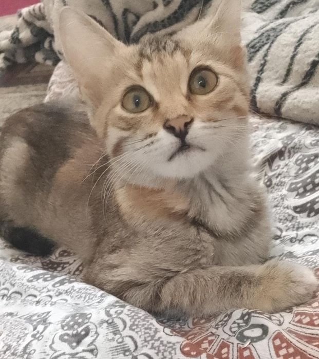 Одам бесплатно кошку