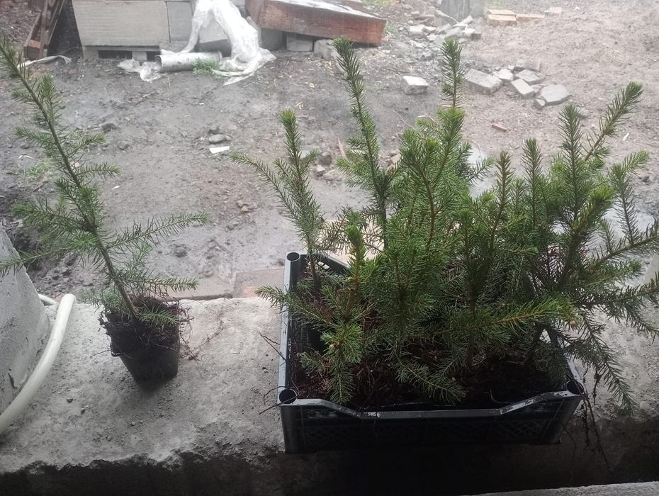 Продаются  елочки