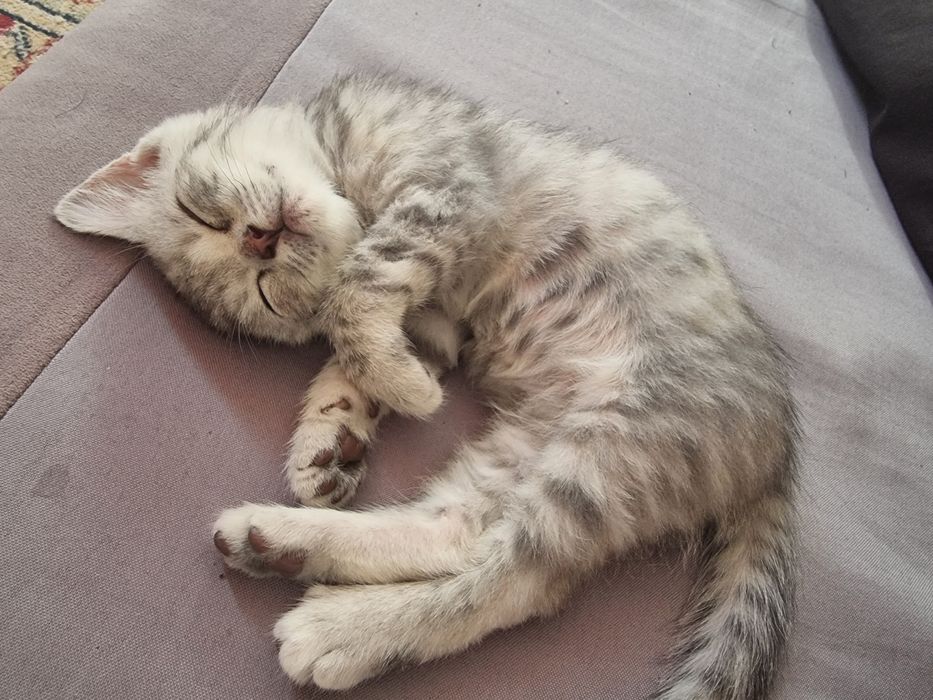 Породистая кошка