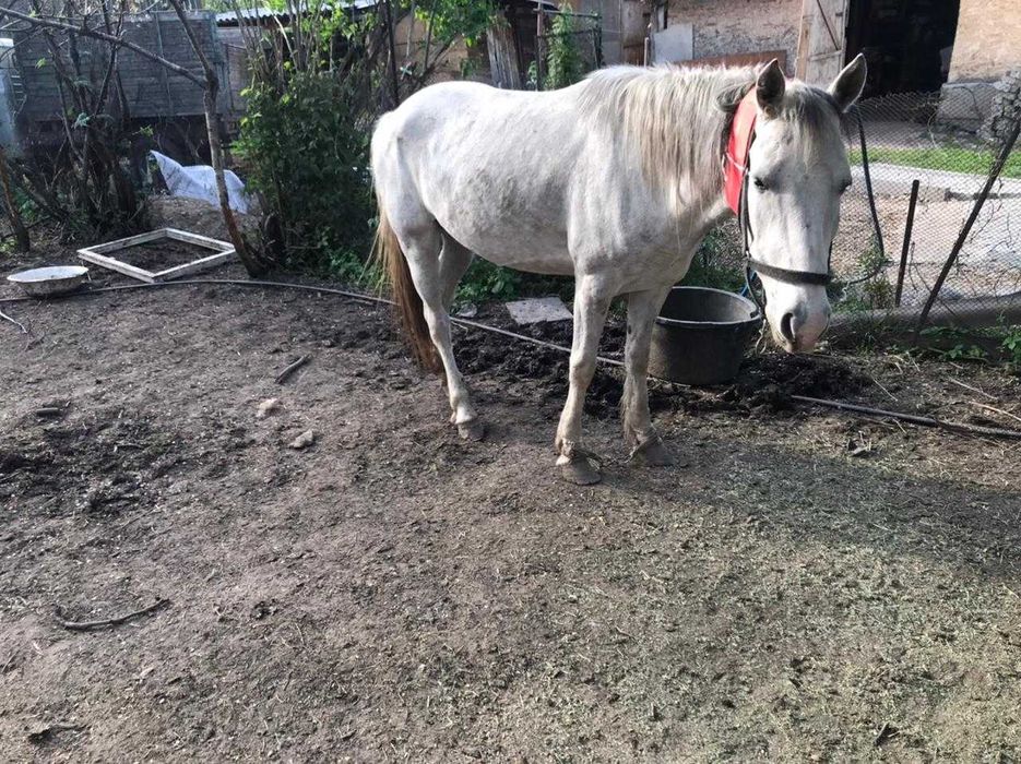 Продам кобылу дойная верховая