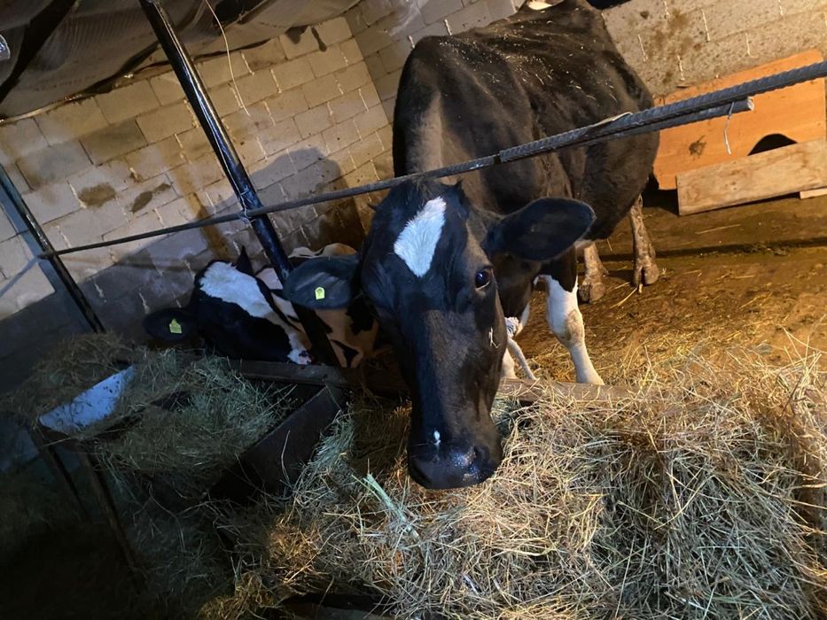 Продам коров породистые