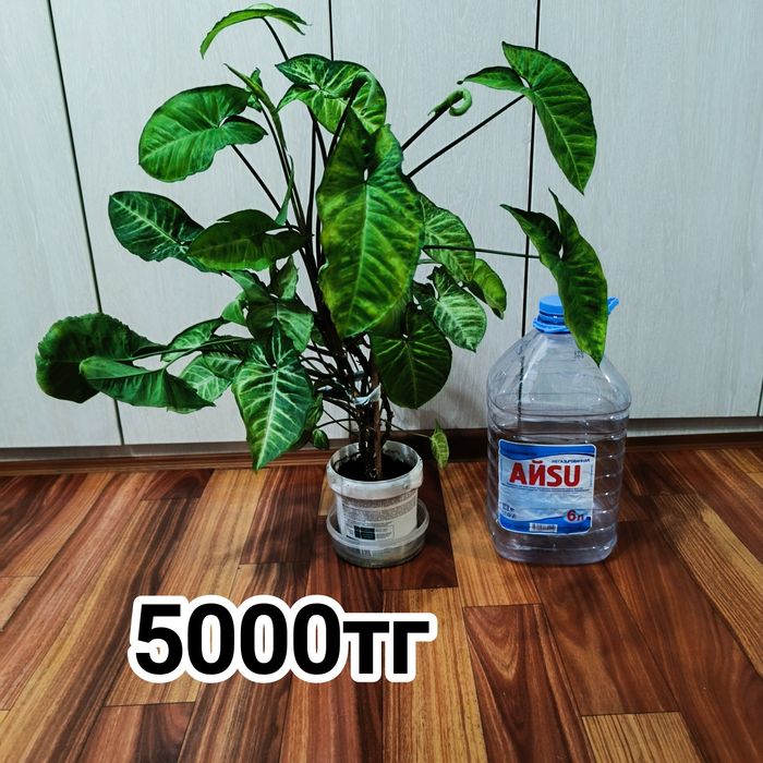 Комнатные растения -Сингониум