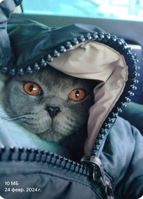 Отдам в хорошие руки