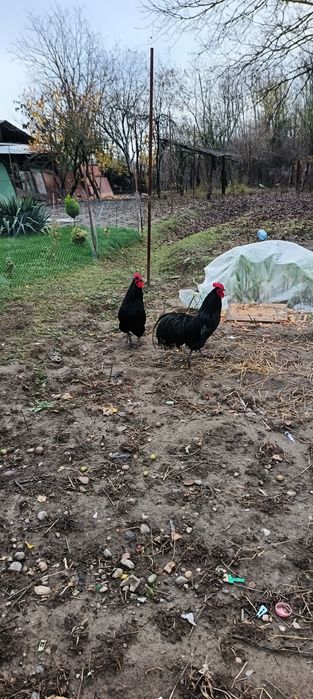 Cocosi Australop