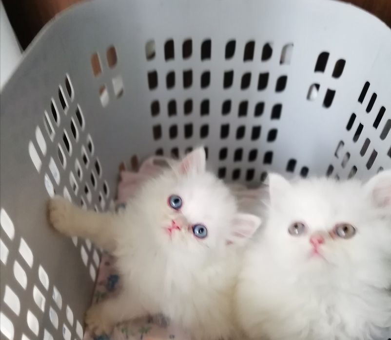 Котята персидские .