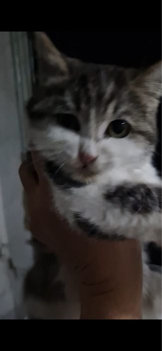 Ищкт дом котята мальчики и девочки