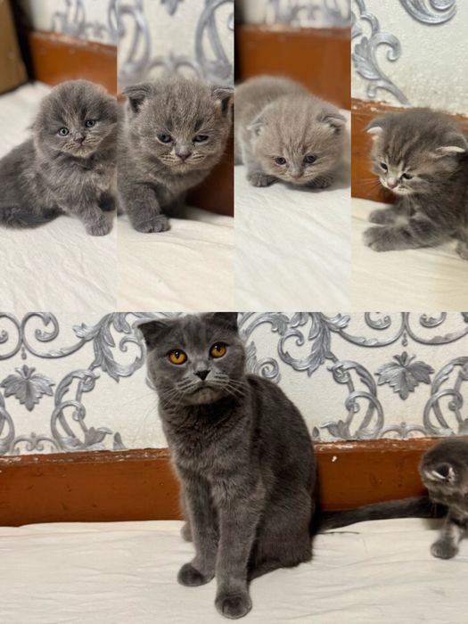 котята Scottish Fold и Straight в продаже$