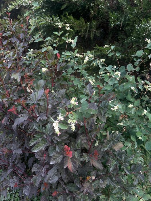 Продам цветы разные