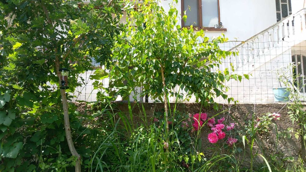 Реновирана къща във Велико Търновско село