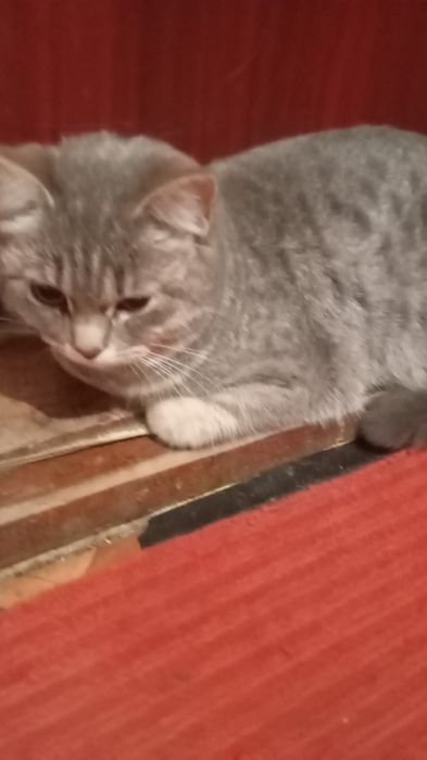 Отдам кошку бесплатно