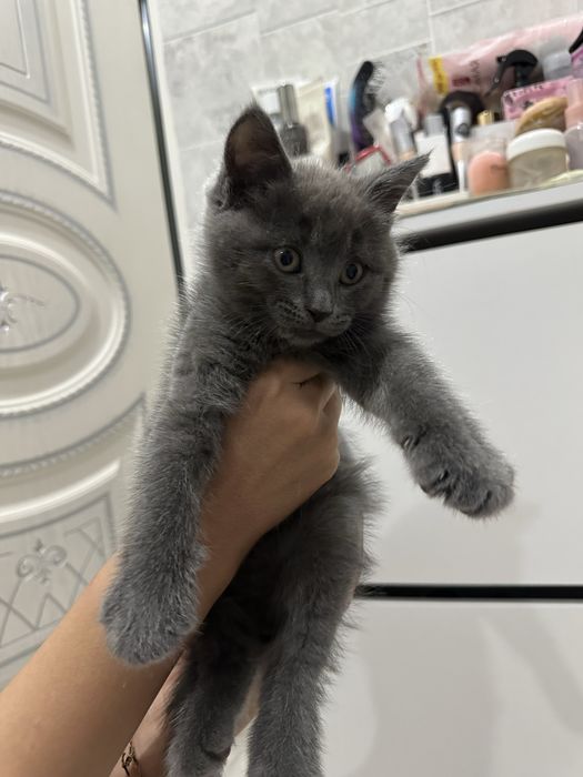 Шотландский котёнок