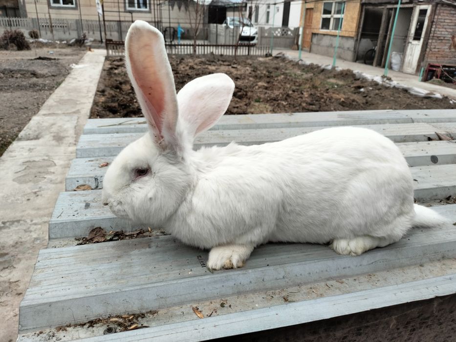 Распродажа кроликов