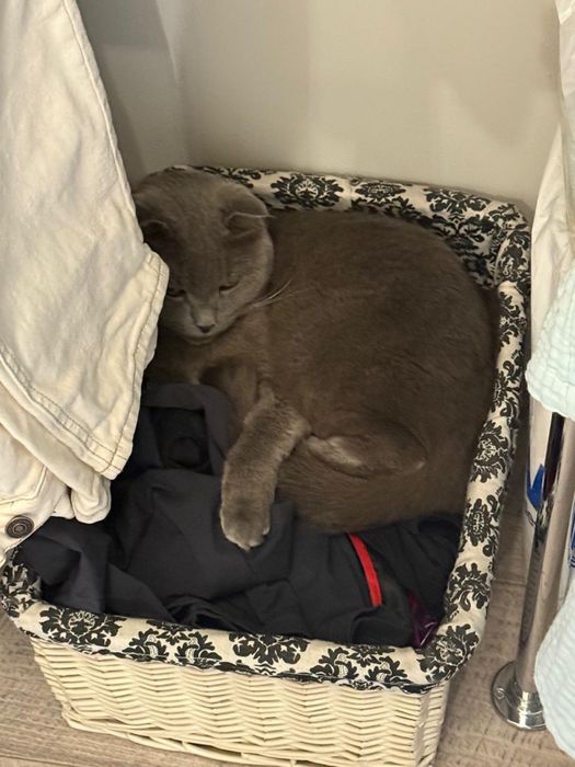 Шотландская вислоухая кошка