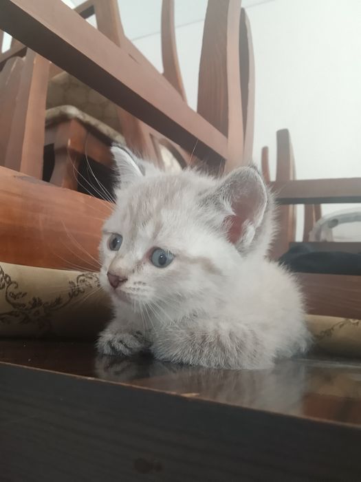 Сиам котёнок, 2 месяца