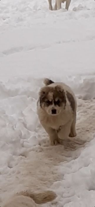 Продам щеков среднеазиадской авчарки