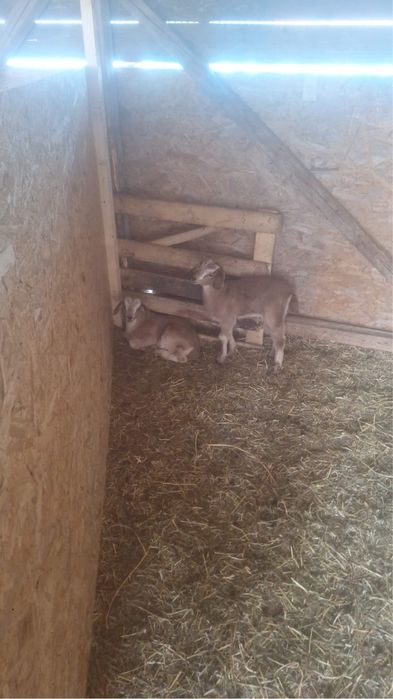 Vand sau schimb capre