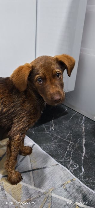 Отдам щенка даром.