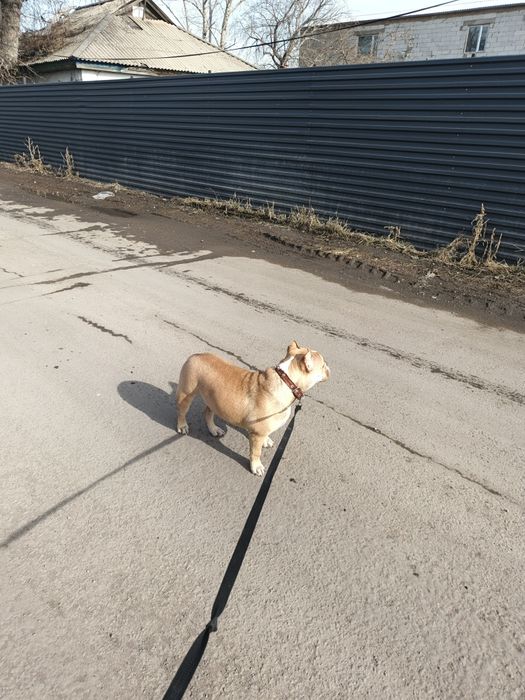 Продам американского Буля