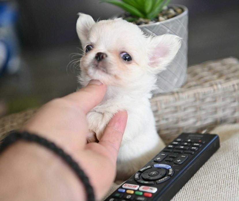 Мъжко дългокосместо мини чихуахуа