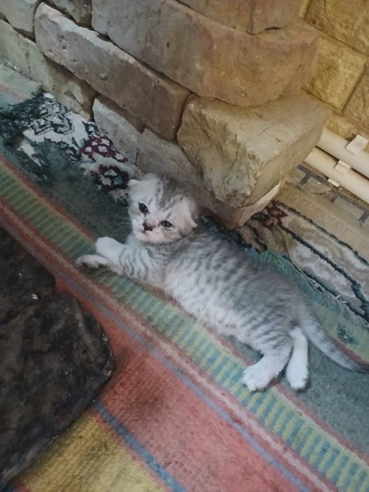 Zotli Mushuk Bollari Sotiladi