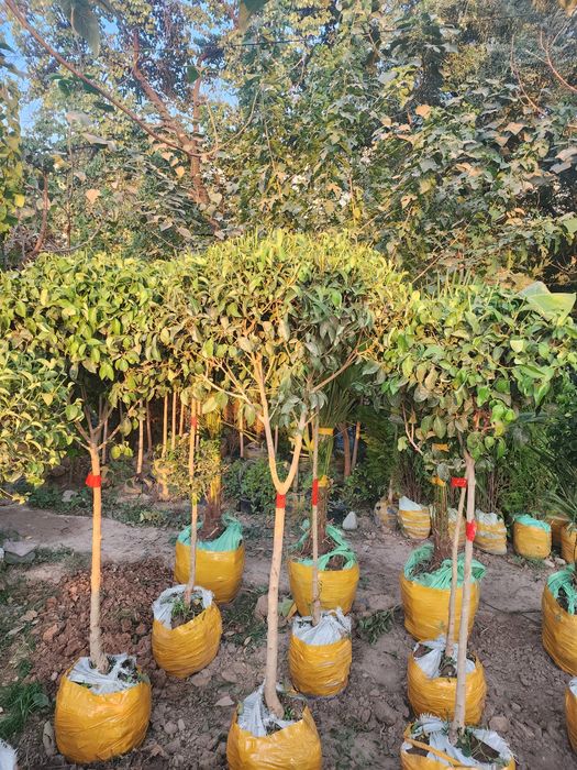 Xar xil turdagi kuchatlar bor boshlangʻich narx 70 mingdan