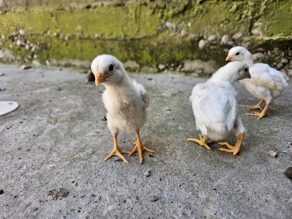 О шамо немец (ақ) балапандары сатылады