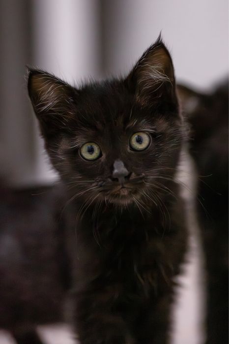 Котенок в добрые руки