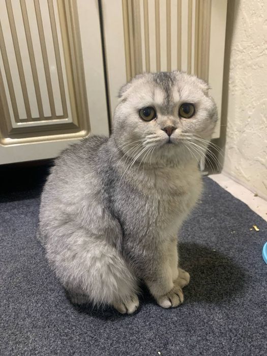 Вязкаааа! СКИДКА! Скотиш фолд