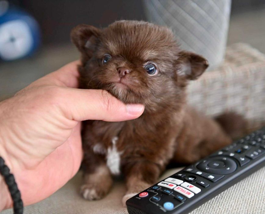 Мъжко дългокосместо миниатюрно шоколадов тен чихуахуа