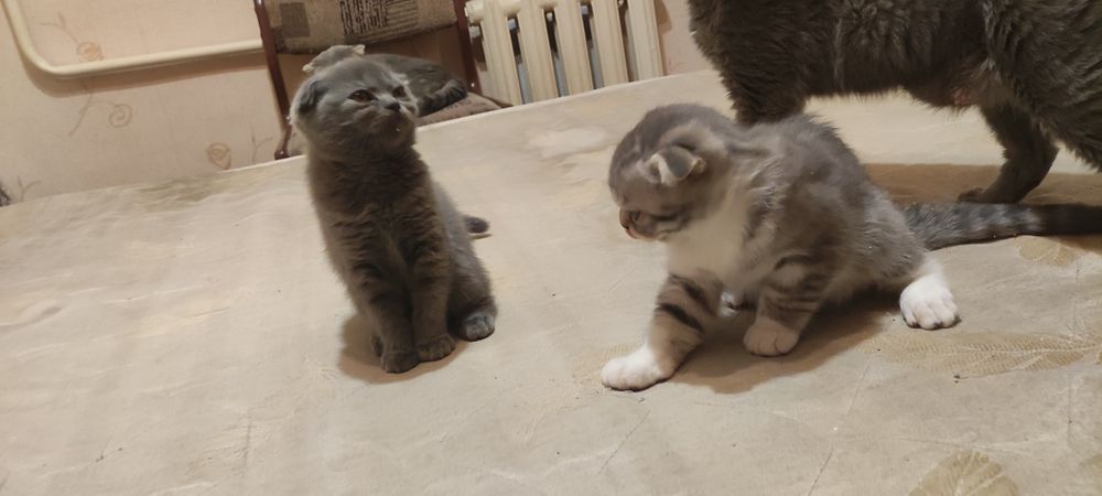 Шотландские котятя