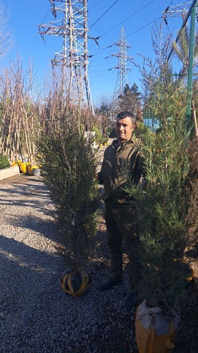 Archa va dekorativni darahtlariniz bor dastafka hizmati mavjut