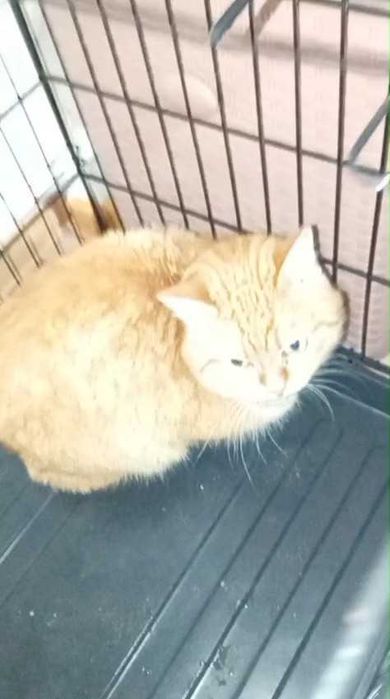 Ищем любящих хозяев для рыжика