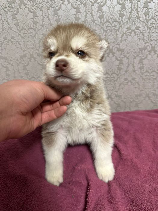 Пролается щенок сибирского хаски