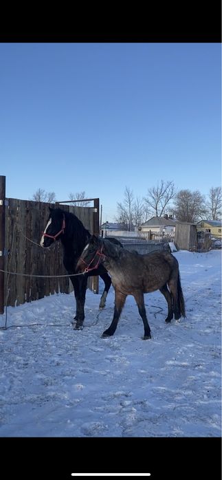 Айгыр, Айғыр , Жеребец