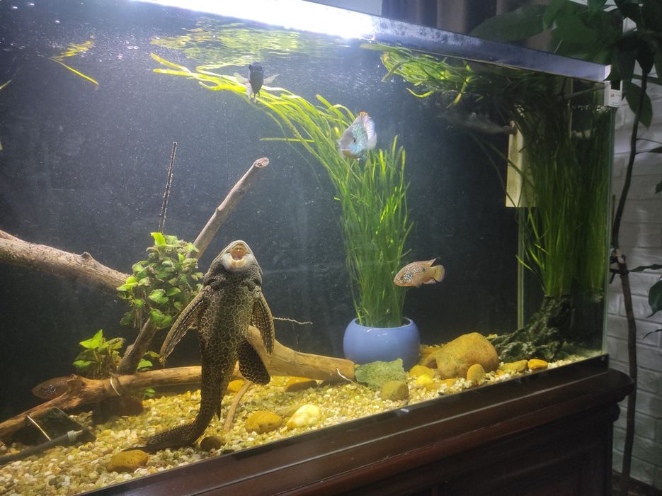 Продам птеригоплихта