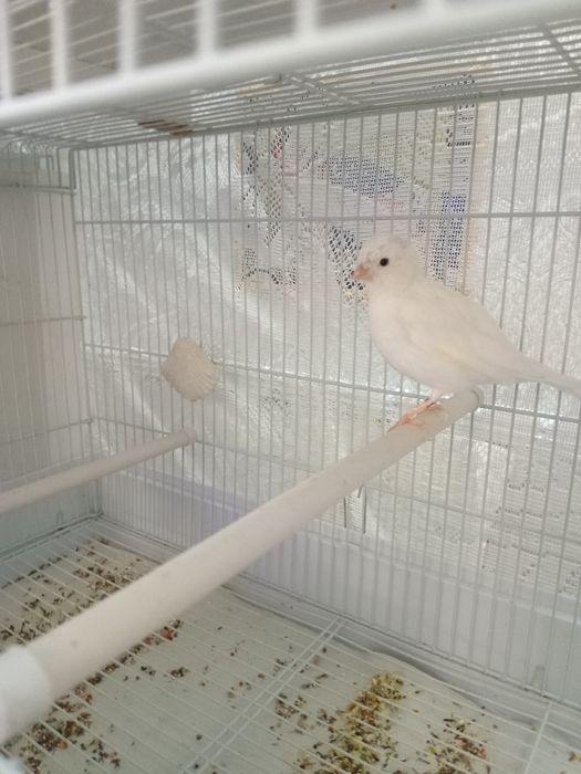 Декоративная порода.