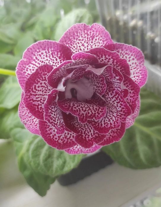 Глоксиния комнатное растение