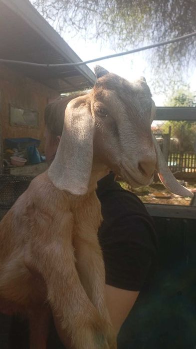 Козлята мальчики