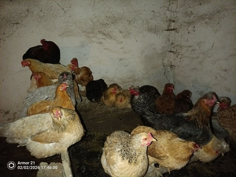 Disponibile oua incubat