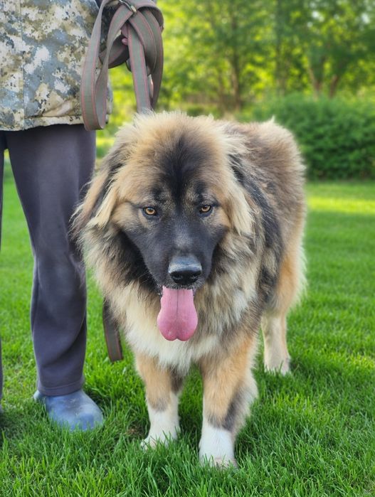 ПорОдиСтыЕ соБаЧки в приюте