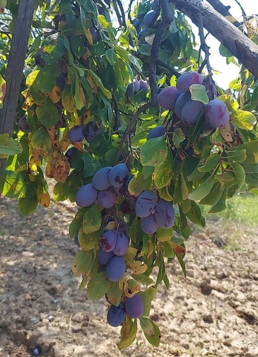Prune de vanzare